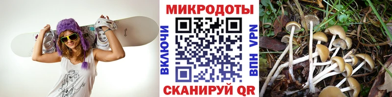 omg   Сковородино  Псилоцибиновые грибы Cubensis 